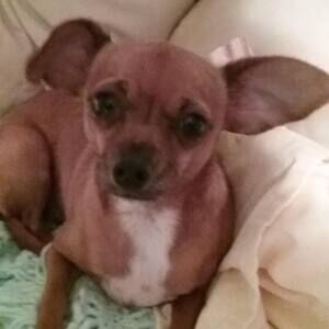 Meet your Posher, Ginger